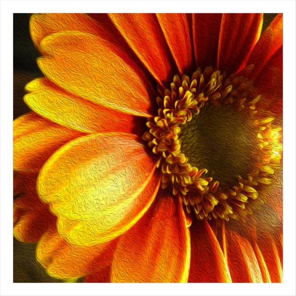 O-Gerbera-5011-a-P