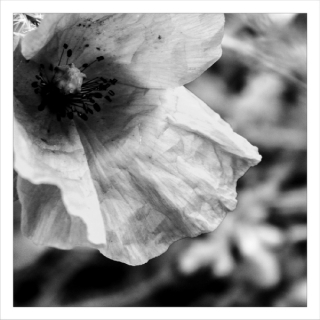 BRW-POPPY-9012-c-P