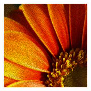O-Gerbera-5013-c-P